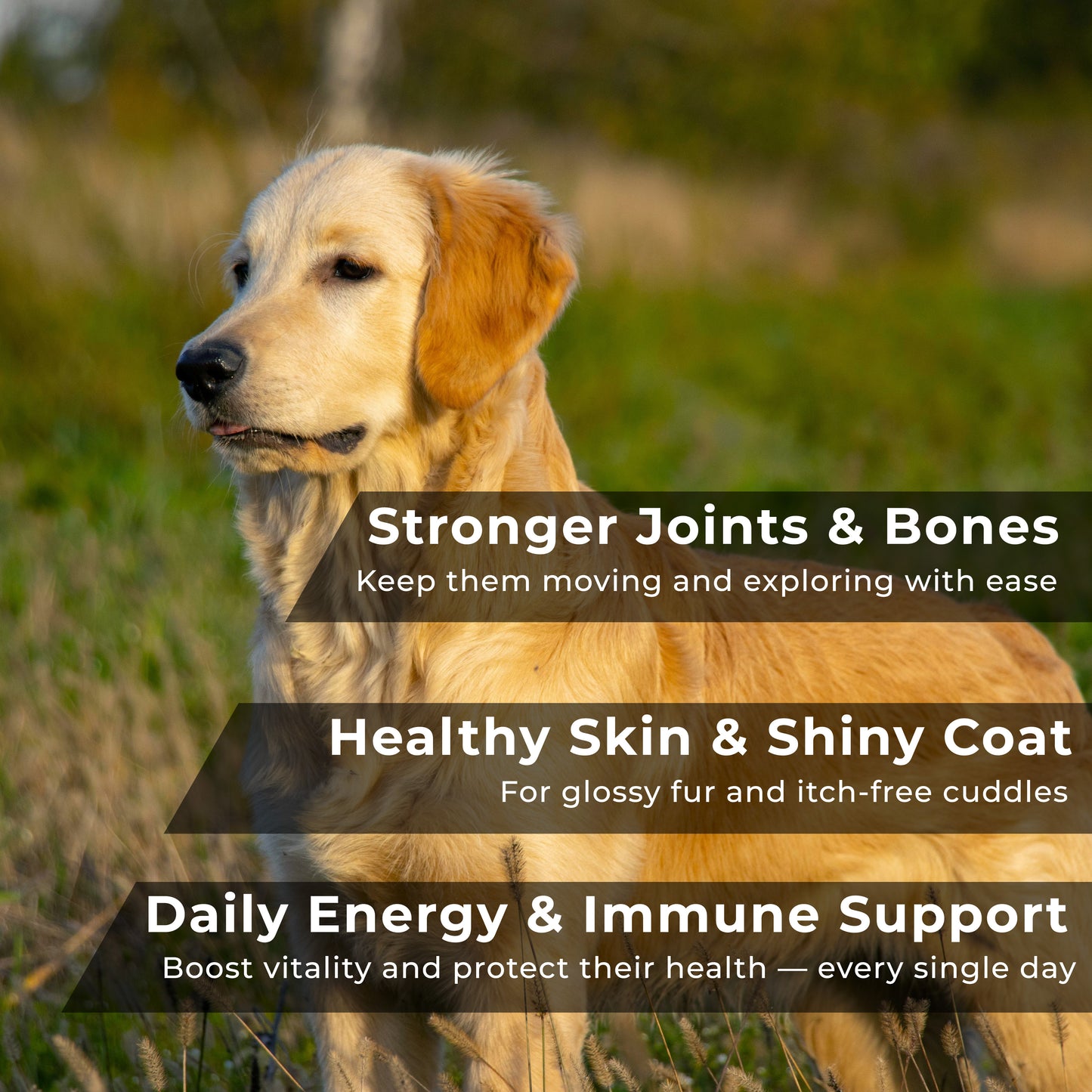 13 in 1 Multivitamins for Dogs