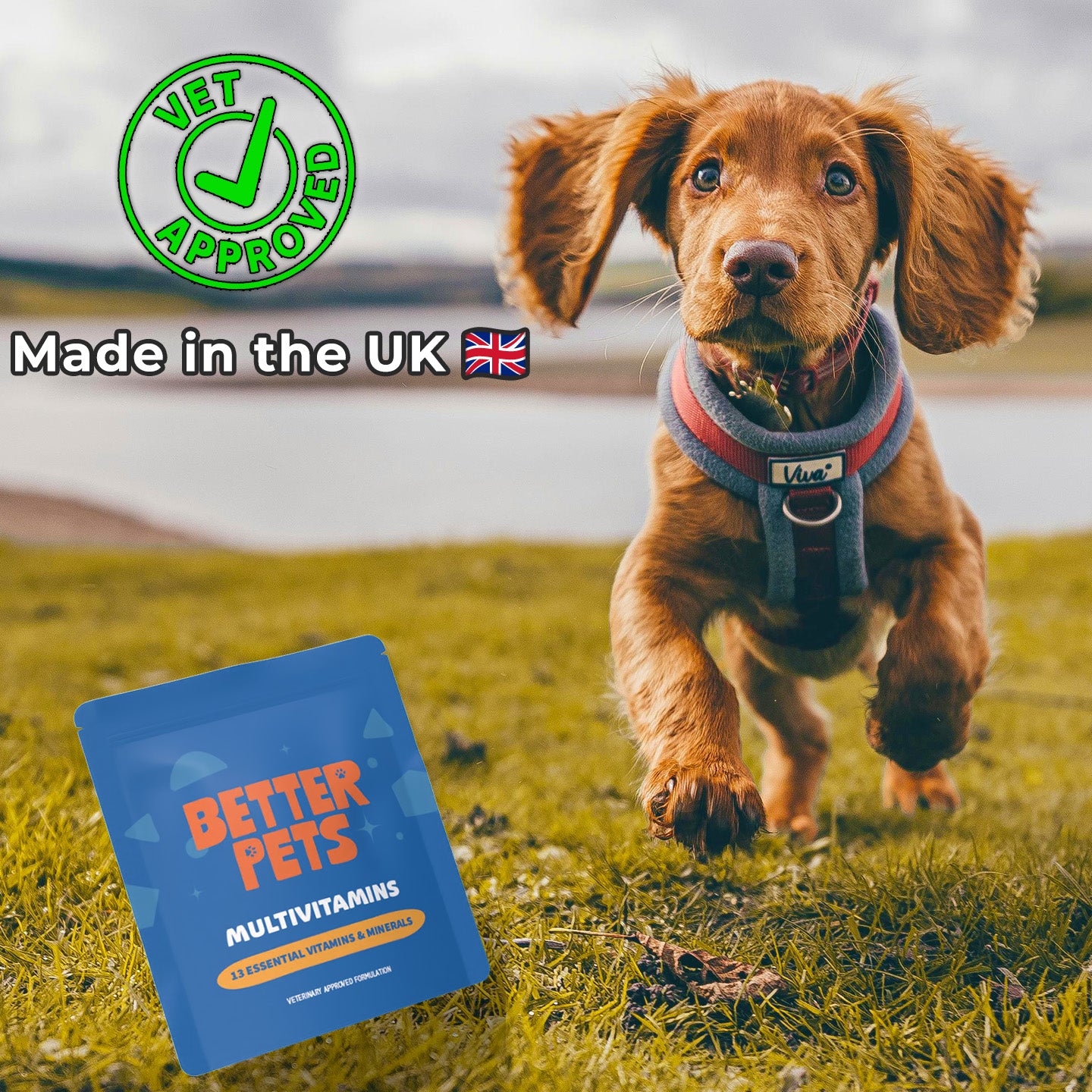 13 in 1 Multivitamins for Dogs